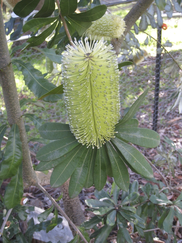 Creation of bud, flower, seed pods.: Step 2